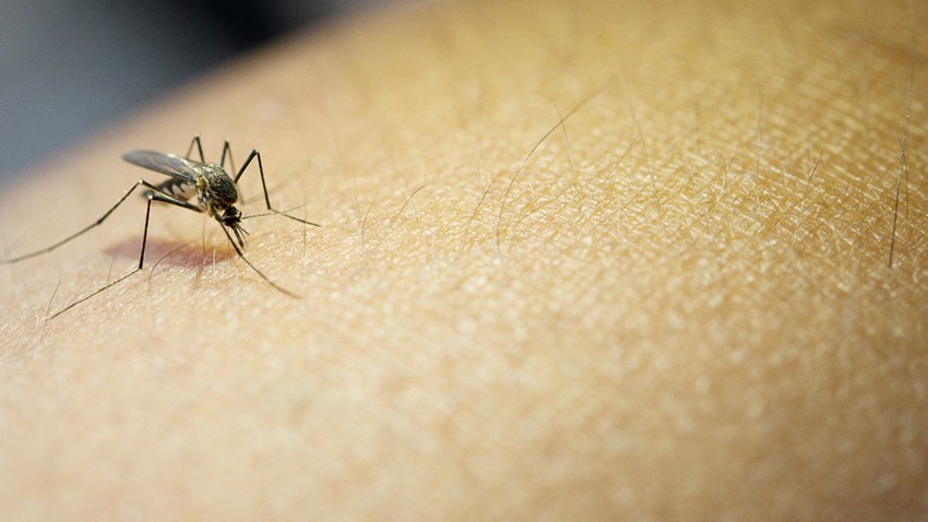 Zika Virüsü Nedir Belirtileri Nelerdir?