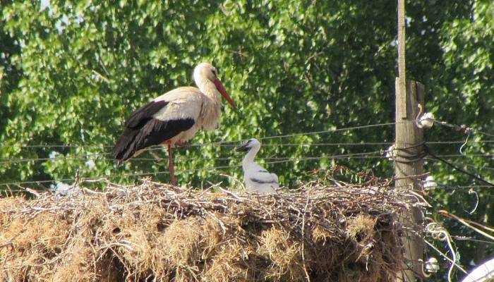 Yavru leylekler yumurtadan çıktı