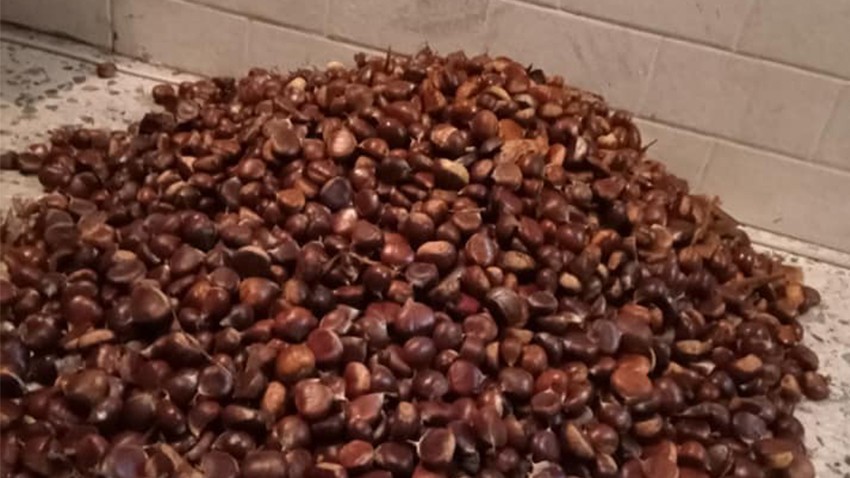 Kestane toplama zamanı