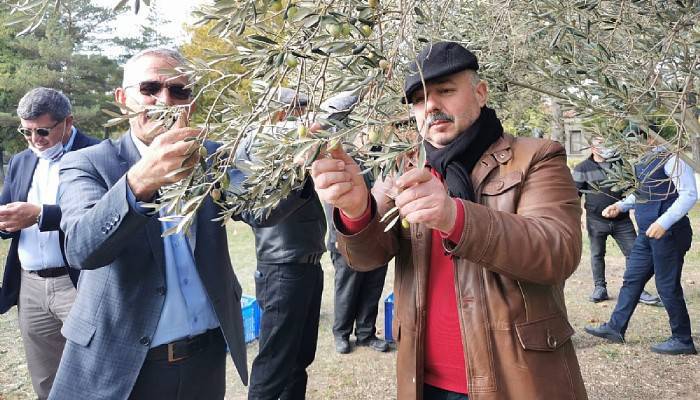 Eceabat’ta Zeytin Hasadı Gerçekleştirildi