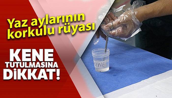 Yaz aylarının korkulu rüyası kene tutulmasına dikkat