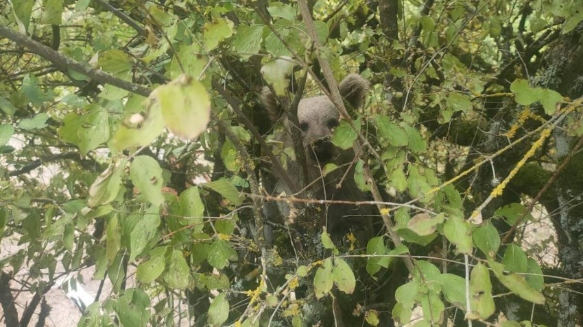 Çanakkale'de ağaçtaki yavru ayı görüntülendi (TIKLA İZLE)