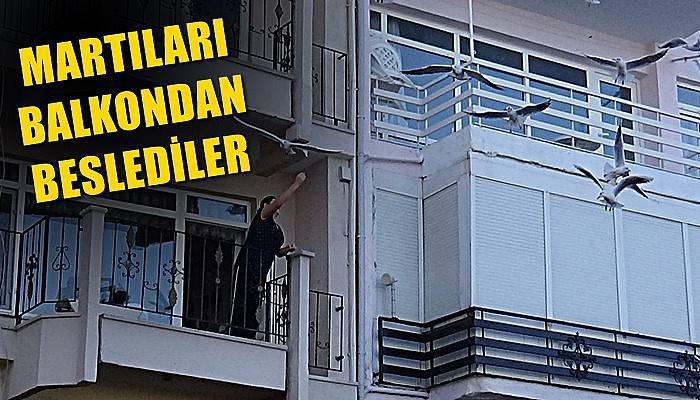 Sokağa çıkma kısıtlamasında martıları balkondan beslediler