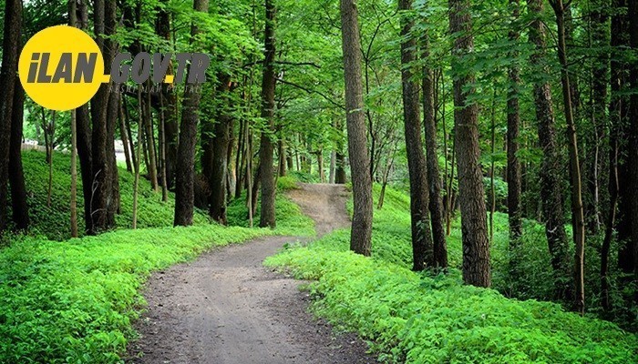 YENİ ORMAN YOLU YAPTIRILACAK