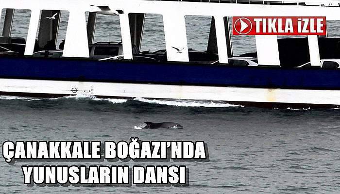 Çanakkale Boğazı’nda Yunusların Dansı