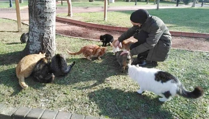 AK Partili gençler sokak hayvanlarına mama dağıttı