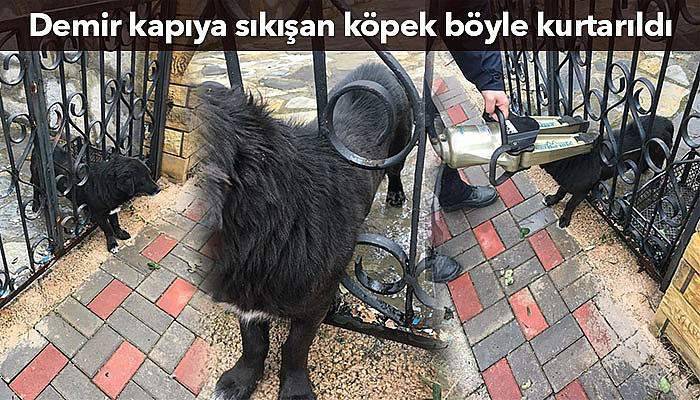 Biga'da demir kapıya sıkışan köpek böyle kurtarıldı