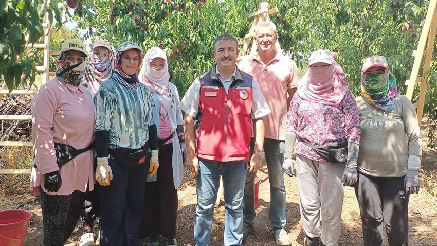 Biga'da Şeftali Hasadı Sürüyor