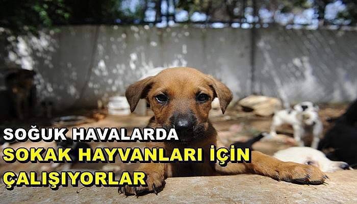 Soğuk havalarda sokak hayvanları için çalışıyorlar