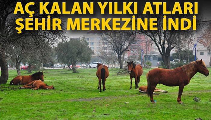 Aç kalan yılkı atları, şehir merkezine indi (VİDEO)