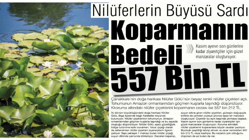 Nilüferlerin Büyüsü Sardı, Koparmanın Bedeli 557 Bin TL