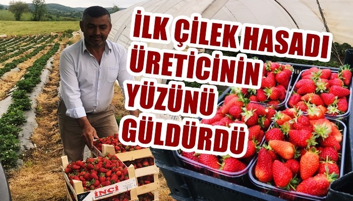 Yenice'de ilk çileğin kilosu 12 ile 15 lira arasında alıcı buluyor (VİDEO)