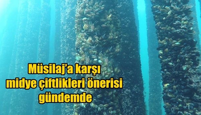 Müsilaj’a karşı midye çiftlikleri önerisi gündemde