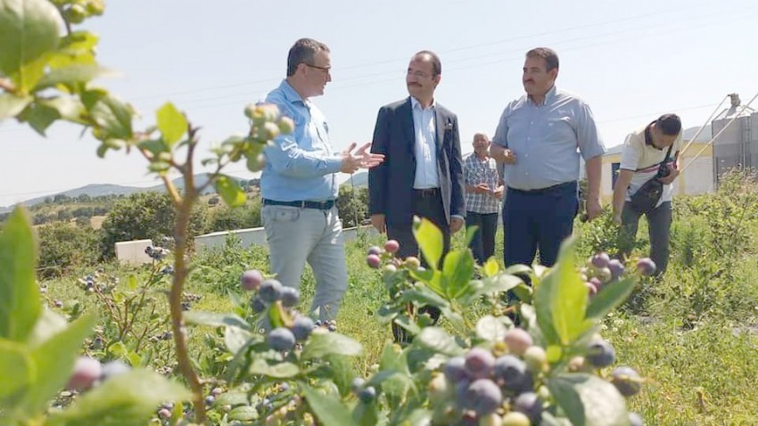 Kaymakam Dolu’dan Yaban Mersini Tarlasına Ziyaret