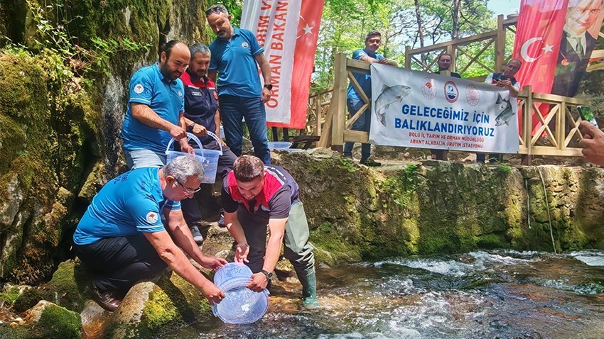 Ayazma Deresi'ne 50 Bin Alabalık Salındı