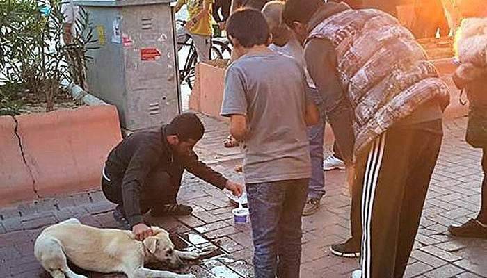 Zehirlenen sokak köpeğini böyle kurtardı