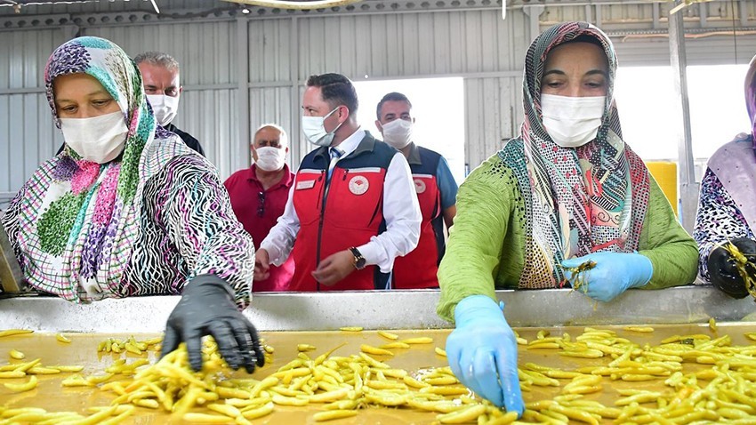 Kaymakam Kayabaşı acı biber üretimini inceledi