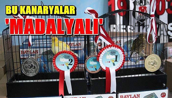 Bu kanaryalar ‘madalyalı’