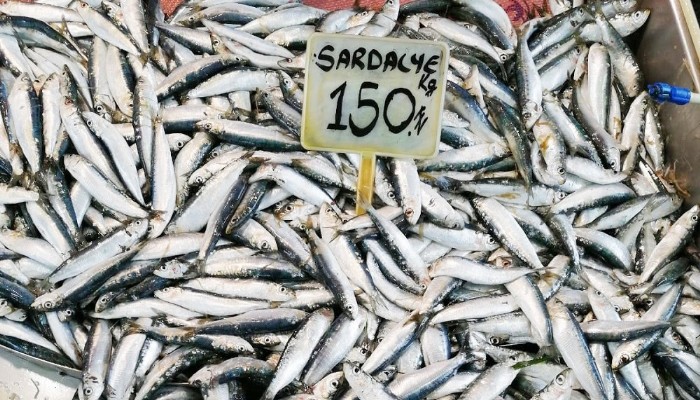 Fırtına sardalyayı vurdu