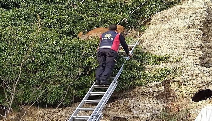 Kayalıklarda mahsur kalan köpeği itfaiye kurtardı (VİDEO)