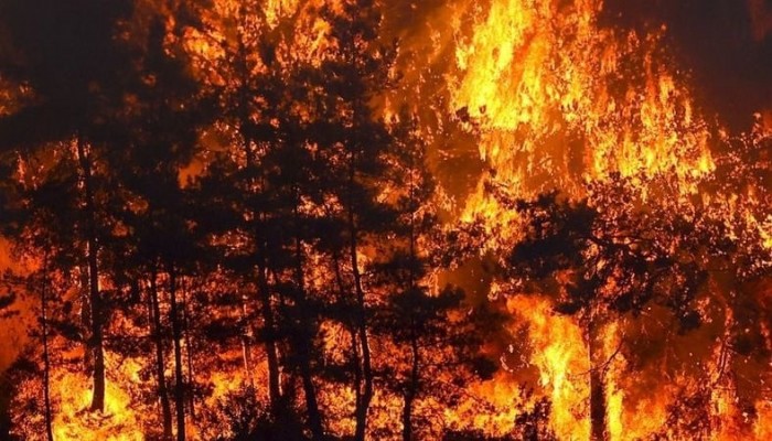 Orman yangınlarıyla ilgili duyduğu üzüntüyü paylaştı