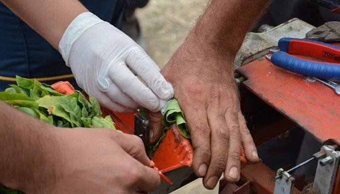 Tütün dizme makinesi iğneleri eline saplandı