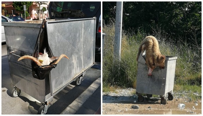 Çöpte boynuz ve kurban derisi görenler şaşırdı