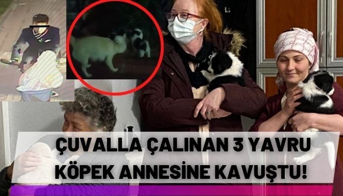 Çalınan 3 yavru köpek annesine kavuştu! (VİDEO)