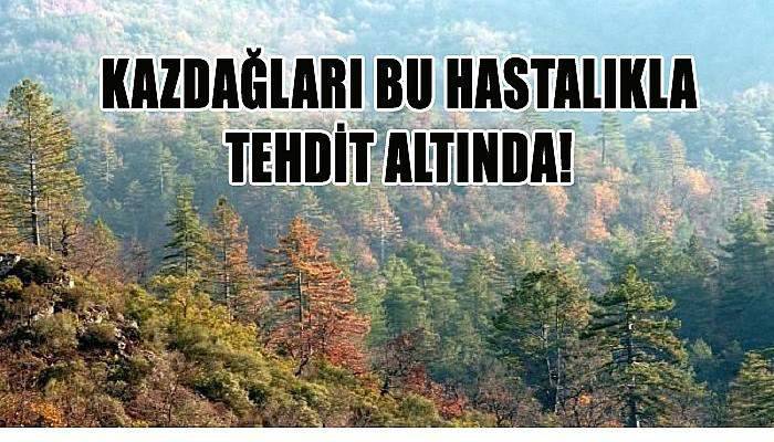 Kazdağı ormanlarını tehdit eden hastalık