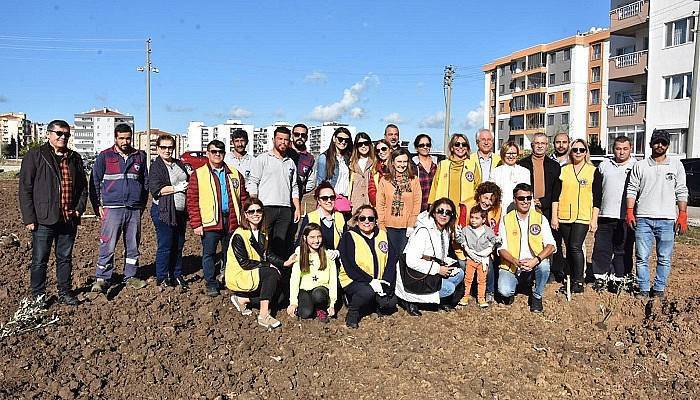 Lions Kulübü üyeleri zeytin ekti