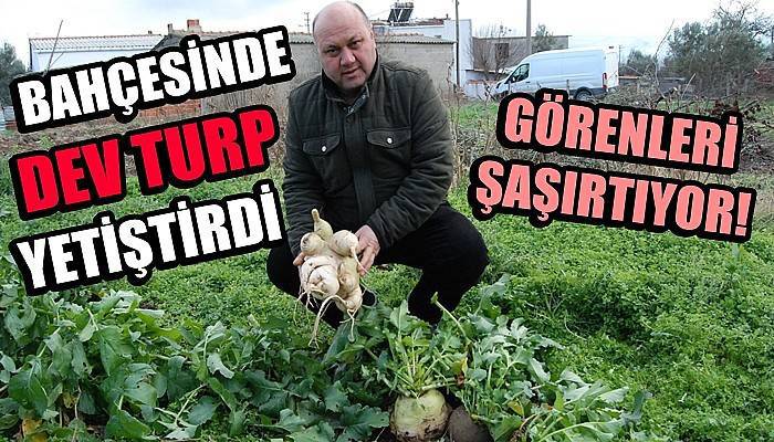 Bahçesinde dev turp yetiştirdi