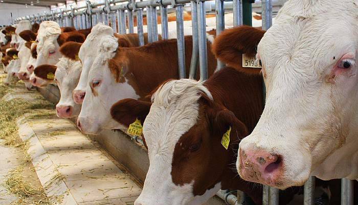 Kurbanlık alırken nelere dikkat etmelisiniz