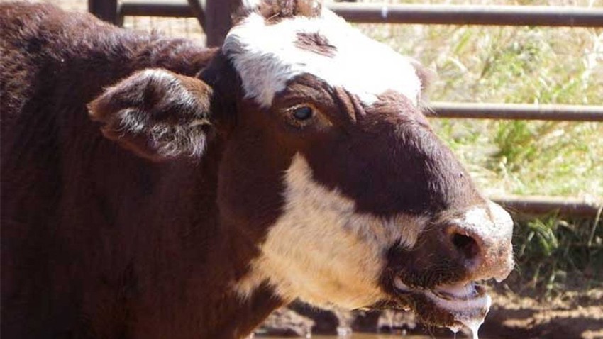 Kurban Bayramı öncesi endişelendiren karar, Hayvan Pazarı Kapatıldı