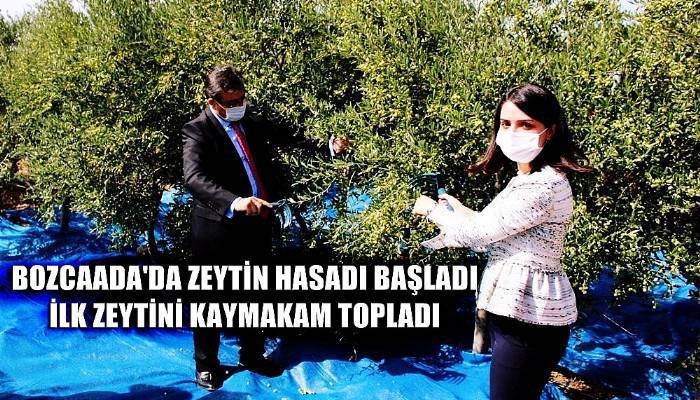 Bozcaada’da zeytin hasadı başladı, ilk zeytini ilçenin kaymakamı topladı