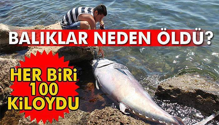 Didim açıklarında 100 kiloluk orkinoslar kıyıya vurdu