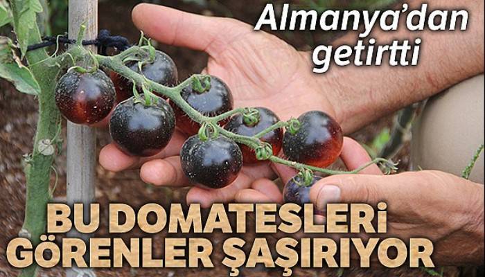 Bu domatesleri görenler şaşırıyor