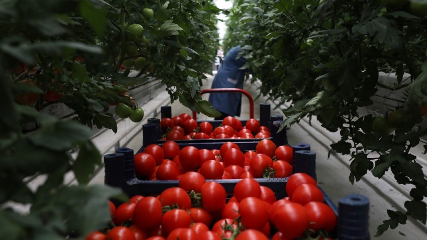 5 aylık hasat döneminde 500 ton domatesle rekor üretim