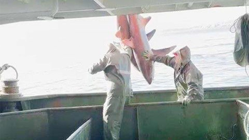 Gelibolu’da balıkçılardan duyarlılık örneği 