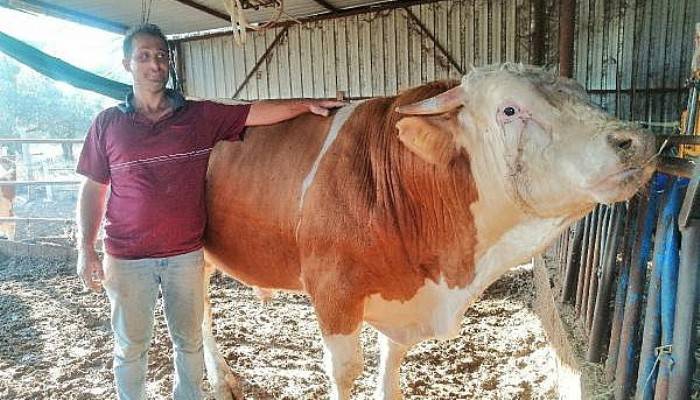   1 TON 200 KİLOLUK KURBANLIK BOĞA ARABA FİYATINA SATILIYOR