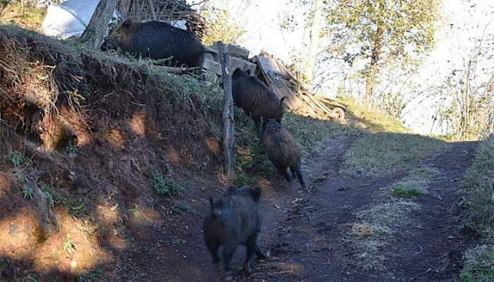  Aç kalan yaban domuzları köye indi