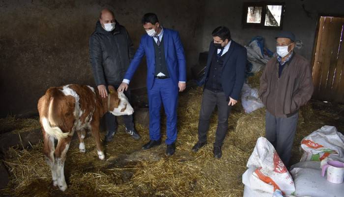 İŞKUR’la hayallerine kavuşan engelli çiftçiler, buzağı ve kuzularını yetiştirmeye başladılar