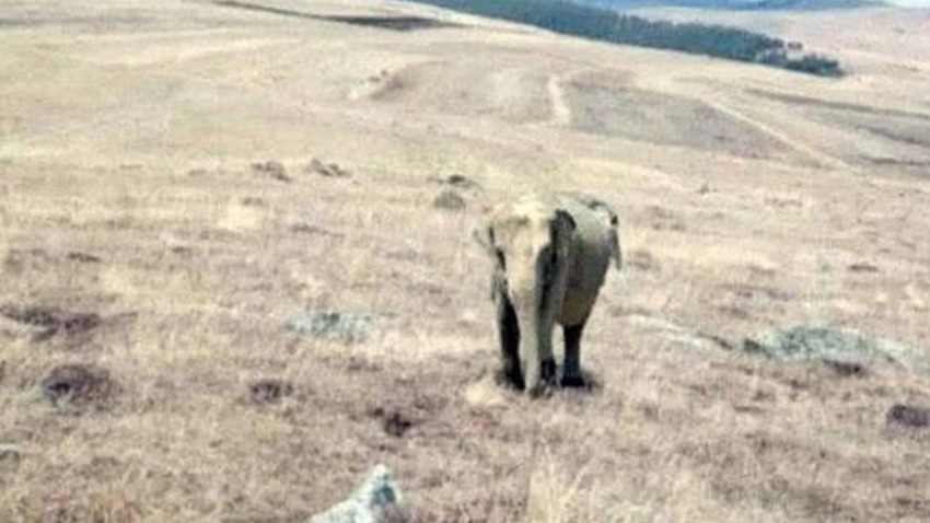  Çoban fil gördü, fotoğrafını çekti; Jandarma alarma geçti! 