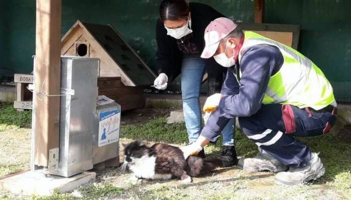 Kedi köyünde sağlık taramaları