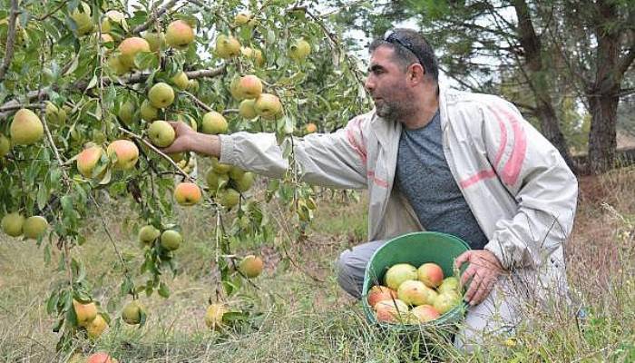 'Yetişmez' denilen yerde 40 ton deveci armudu üretti