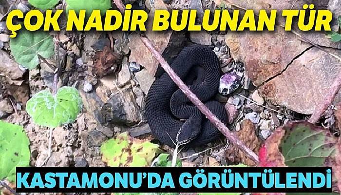 Kastamonu'da nadir bulunan zehirli baran engerek yılanı görüntülendi