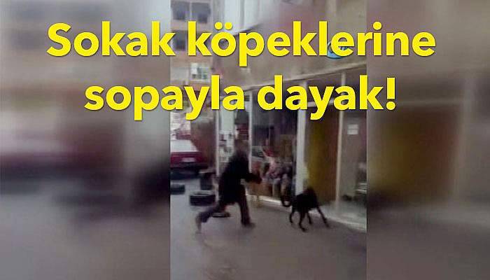  Sokak köpeklerine sopayla dayak