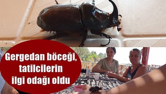 Kampta görülen Gergedan böceği, tatilcilerin ilgi odağı oldu