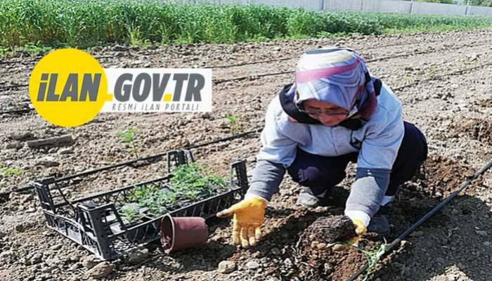 ÇANAKKALE BELEDİYESİ BİTKİ ÜRETİM, BESLEME MALZEMESİ VE ÇİM TOHUMU ALACAK