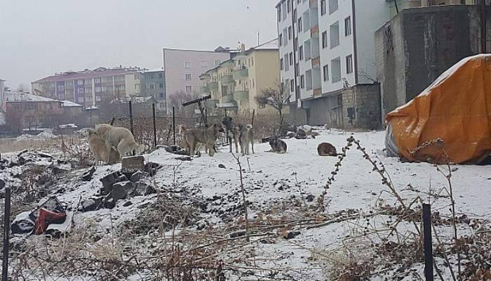 Başıboş köpekler halkın korkulu rüyası oldu