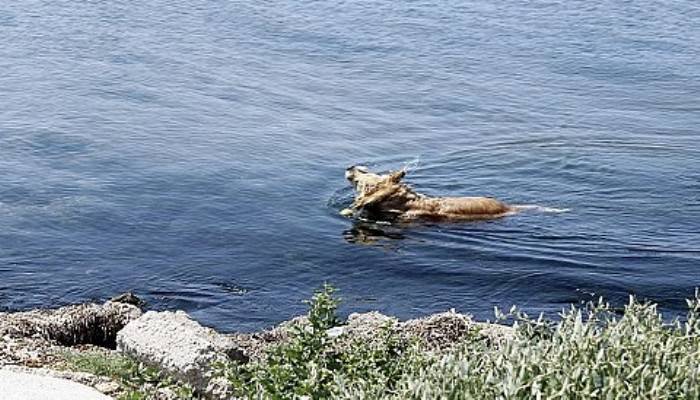 Serinlemek için denize girdi